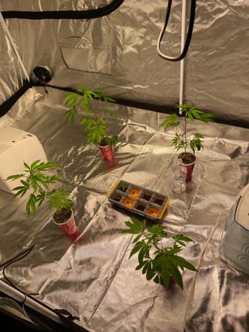 The start up — seedling_rooting, day 4