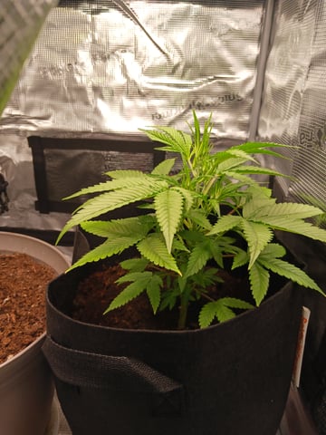 black gorilla feminized  — vegetative, day 5