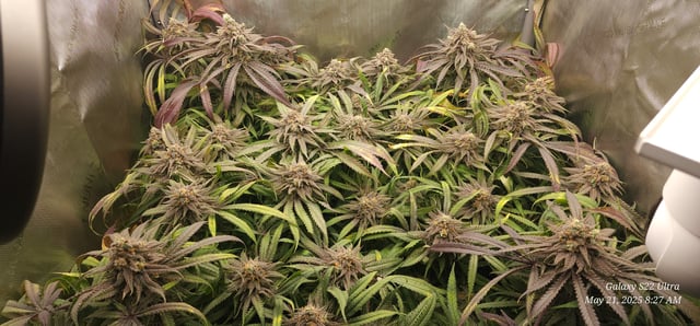 Birthday Harvest — harvest, day 1