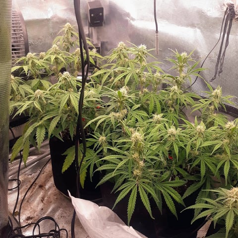 Homemade Seeds 