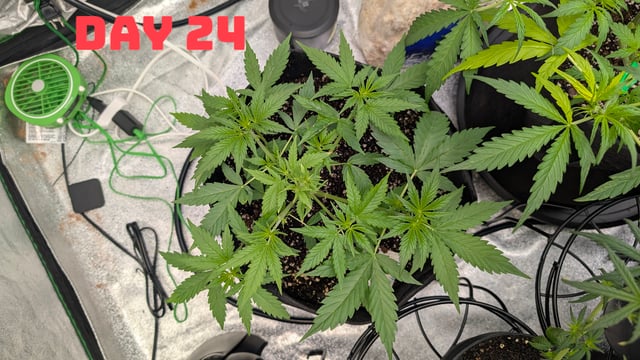 Strawberry Cheesecake Seedsman Seeds Autoflowers x2 — seedling_rooting, day 27