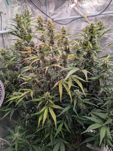 Dark Star — flower, day 61