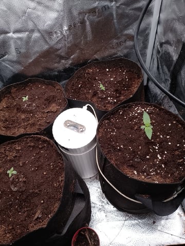 og kush — grow_setup, day 11