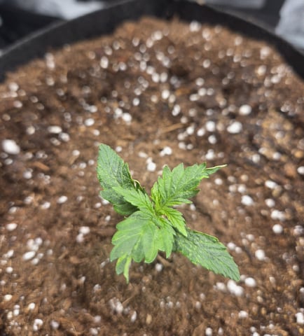 August Grow