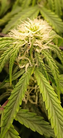 Diesel Auto Round 2 — flower, day 50