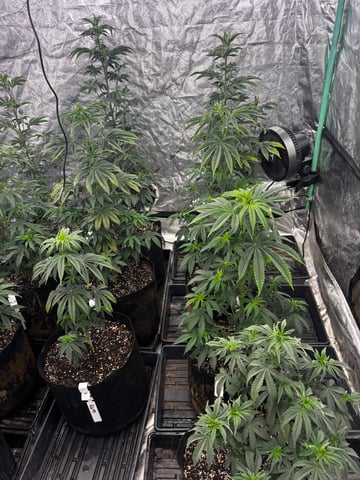 Mixed Freebies — flower, day 69