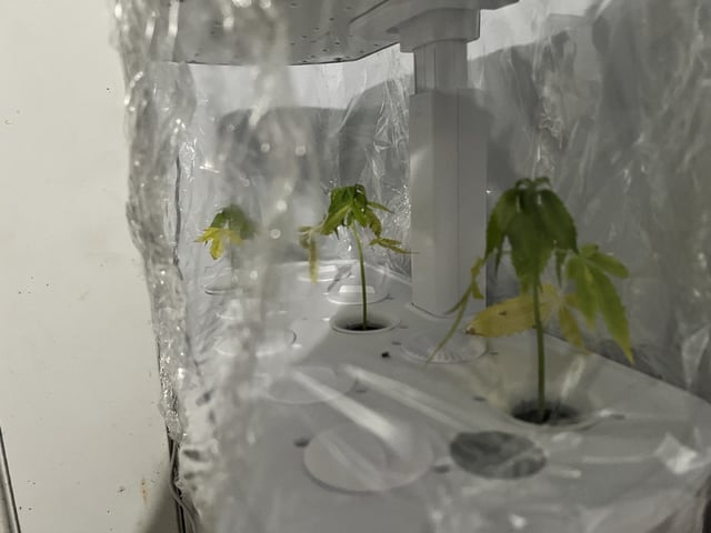 Banjo Clones — vegetative, day 16