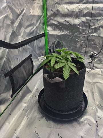 2nd grow round 2 — vegetative, day 22