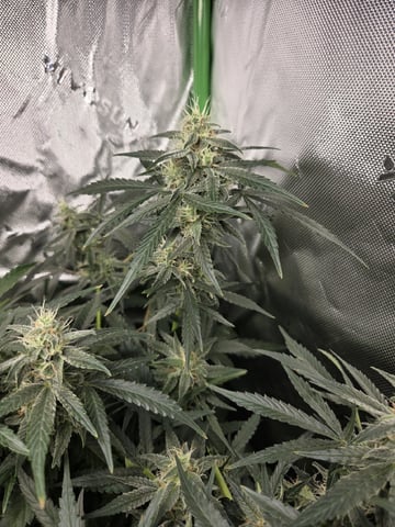 First Grow!!! — flower, day 13