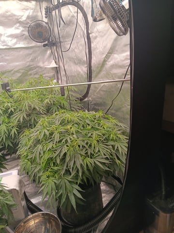 Pineapple express — flower, day 21