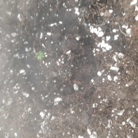 week 1 — seedling_rooting, day 1