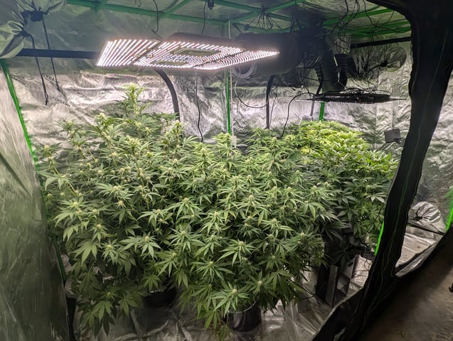 Acapulco Gold  — flower, day 80