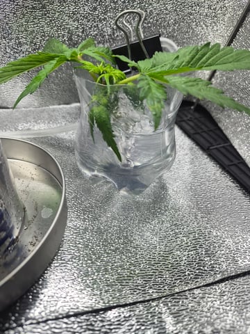 I'll get it right — vegetative, day 35