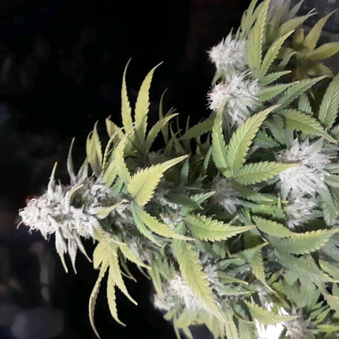 week 1 — seedling_rooting, day 21