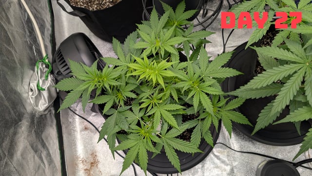 Strawberry Cheesecake Seedsman Seeds Autoflowers x2 — seedling_rooting, day 30