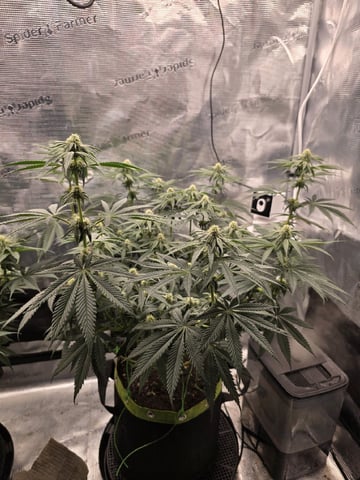  1 Blue Zushi x Venom & 1 Jack Here x Strawberry Cookies OG — flower, day 66