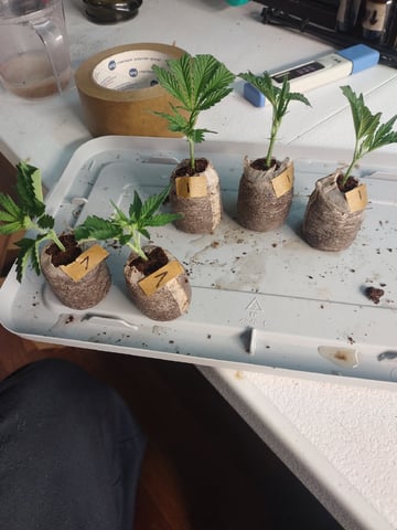 Mainely Genetics Micro Pheno Hunt — flower, day 46