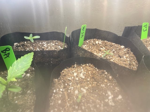 Auto Grow #1 2026 — germination, day 9