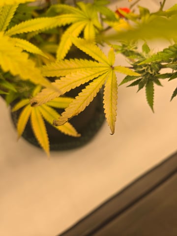 2nd Grow 3x5 tent — flower, day 113