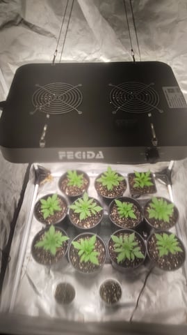 Black Hole Berry — grow_setup, day 15