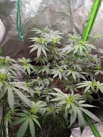 All Aboard!!! — flower, day 69