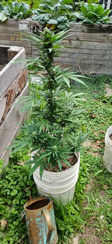 girl scout cookies (auto) — flower, day 64