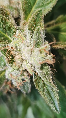 Royal Highness — flower, day 143