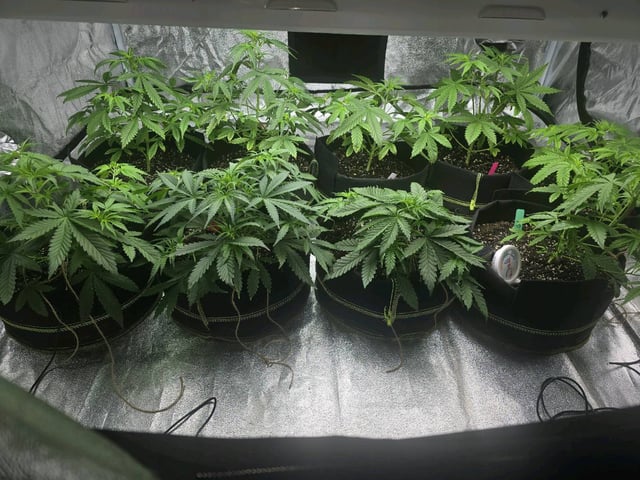 3rd Auto Grow — vegetative, day 49