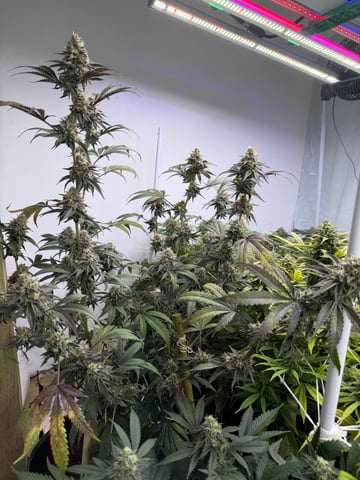 Indoor Grow  — flower, day 189