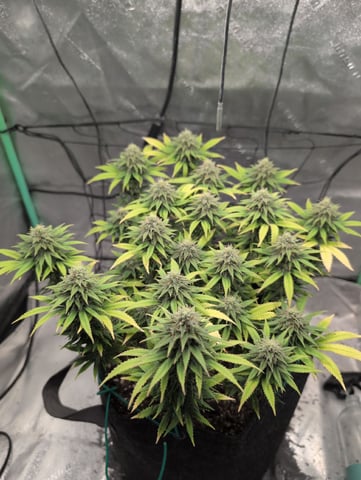 Girl Scout Cookies — flower, day 140