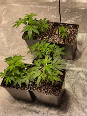 Clones GodFather OG Clones — vegetative, day 14