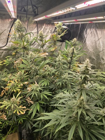 Growing — flower, day 107