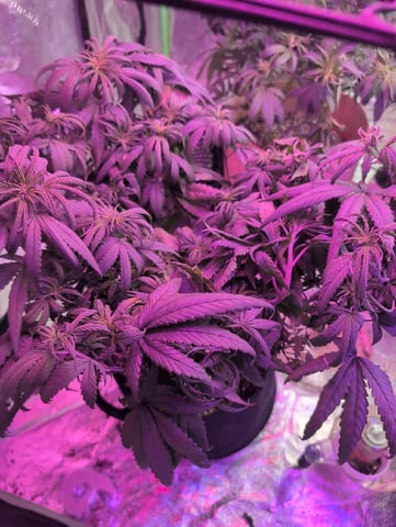 2025-26 — flower, day 48