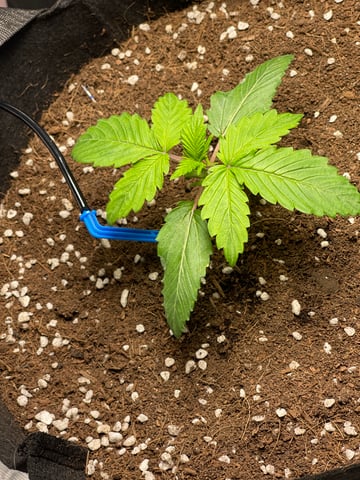 1st Ever Grow (GodFather OG) (Coco) — seedling_rooting, day 16