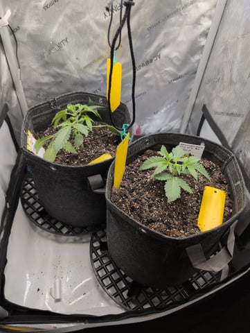 memphisto 3 bears OG, ethos high note r1 — vegetative, day 20