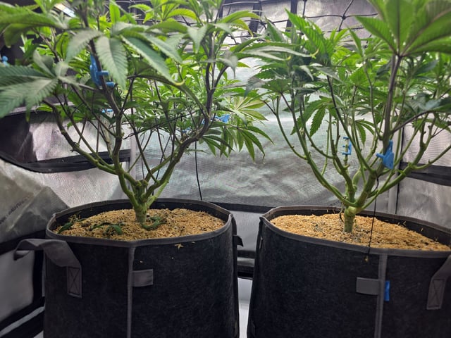 Strawberry Sugar  — flower, day 60