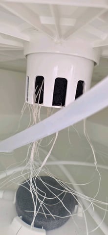 Vivosun Seed tent — vegetative, day 15