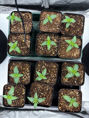 Pink Passion Fruit — seedling_rooting, day 12