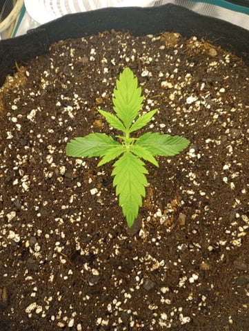 White Widow XXL Auto — vegetative, day 16