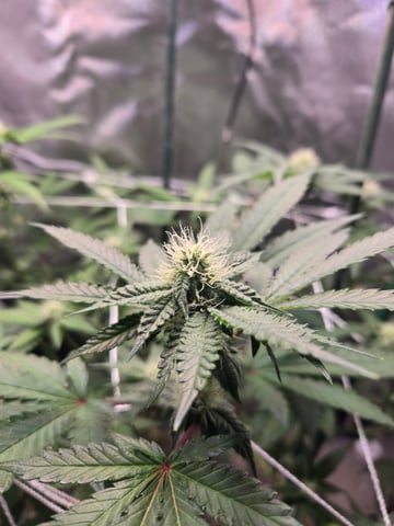 Looking for advice! — flower, day 68