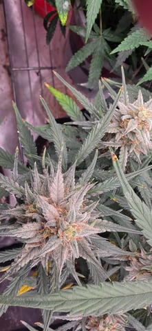 first grow — flower, day 32