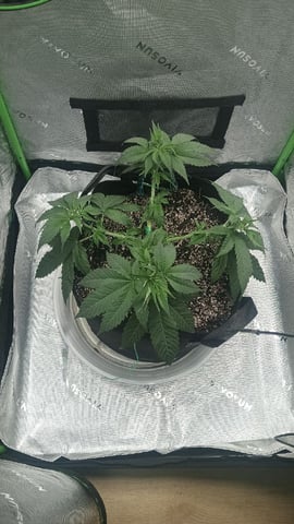 Critical Purple Kush — vegetative, day 55