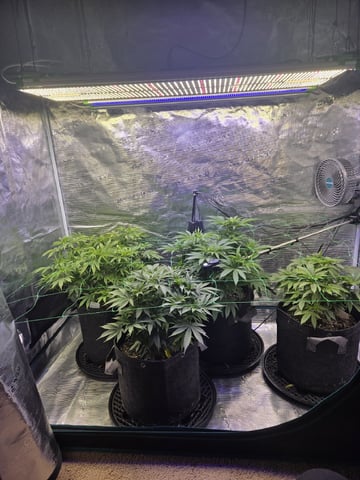 4 strains in 1 tent — vegetative, day 41