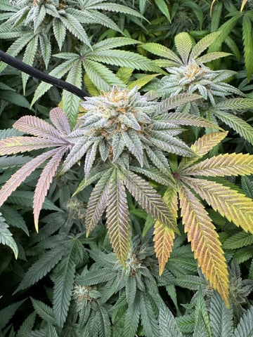 7 Strains 14 Plants  — flower, day 138