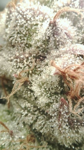 grow 3 — flower, day 51