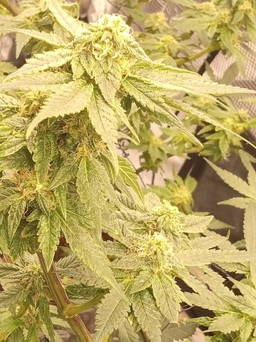 Blueberry critical kush x purple peyote wifi  and one L.a kush cake . — vegetative, day 26