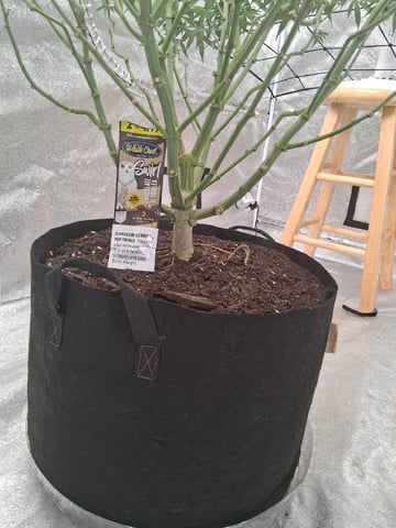 Seedman mix auto & seedman mix auto & GodFather OG — flower, day 89