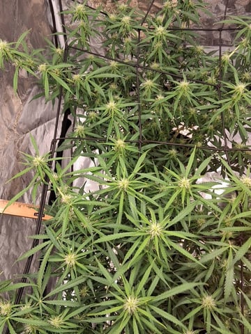 Seedman mix auto & seedman mix auto & GodFather OG — flower, day 73