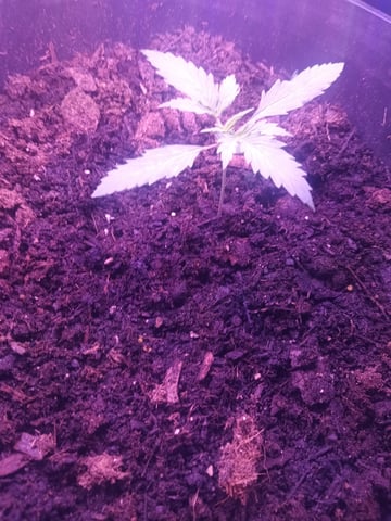 aurora auto — seedling_rooting, day 5