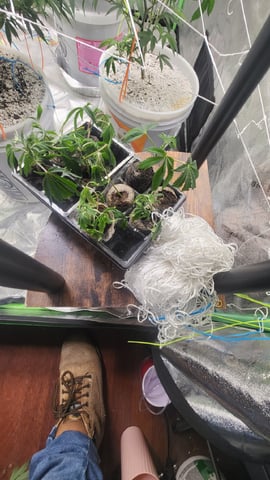 1st grow indoors(cardboard box to 2x2x4 to 5x5x6) — vegetative, day 71